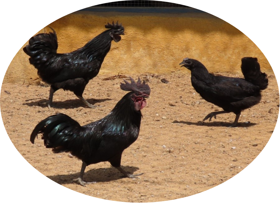Kadaknath Chicken